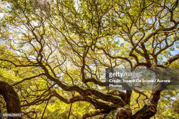 green canopy of ancient angel oak (quercus virginiana), johns island, south carolina, usa - angel oak tree stock-fotos und bilder