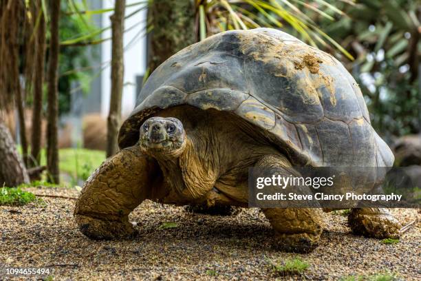 galapagos tortoise - galapagos giant tortoise stock pictures, royalty-free photos & images