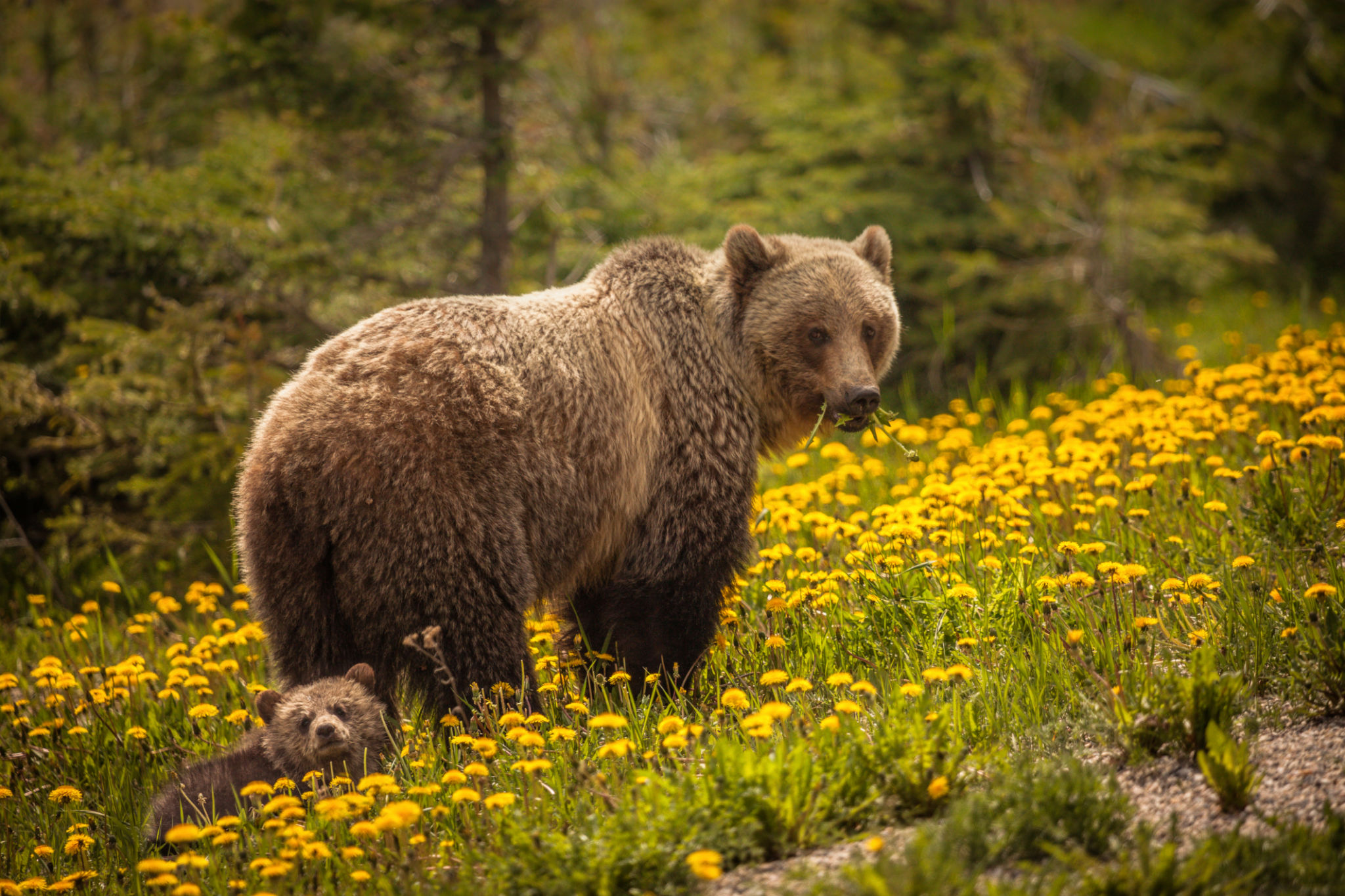 alberta wildlife