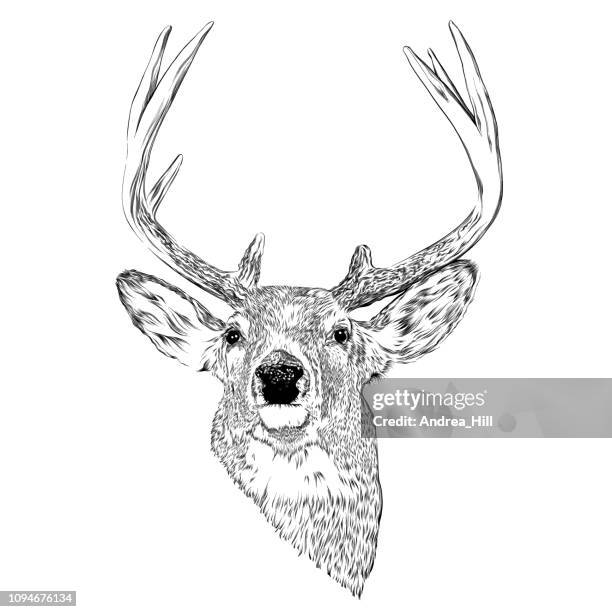 deer head ink vector illustration in engraving style - deer stock illustrations