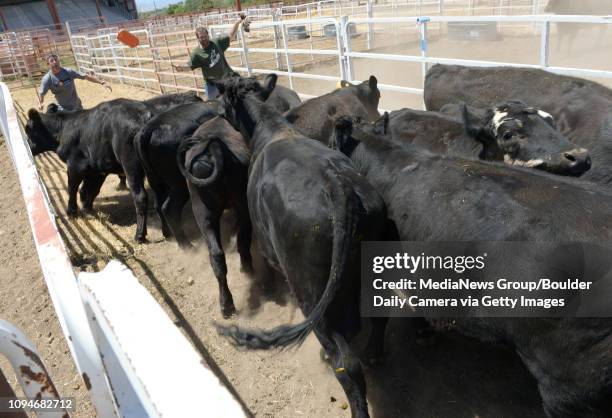 Colby Stilson, of the B Bar S Ranch in Nederland, and Floyd Gardner load cattle into a trailer at the Boulder County Fairgrounds in Longmont Monday...