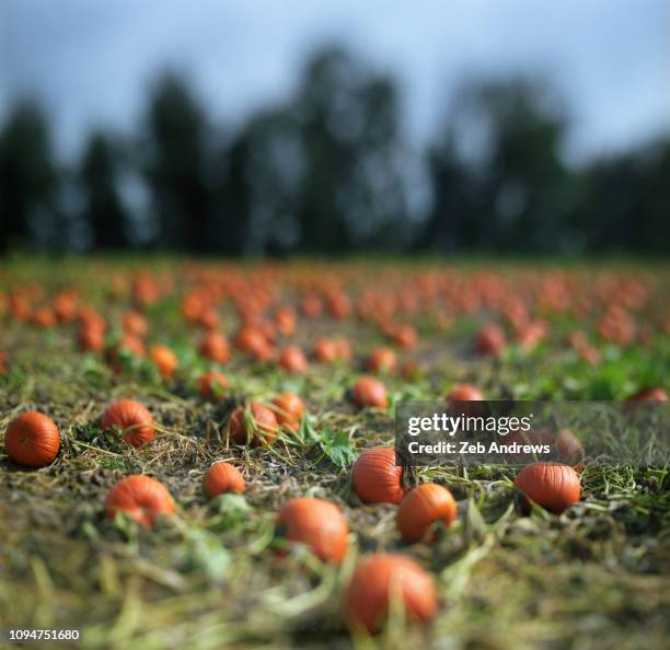 pumpkins in field - tilt shift stock pictures, royalty-free photos & images