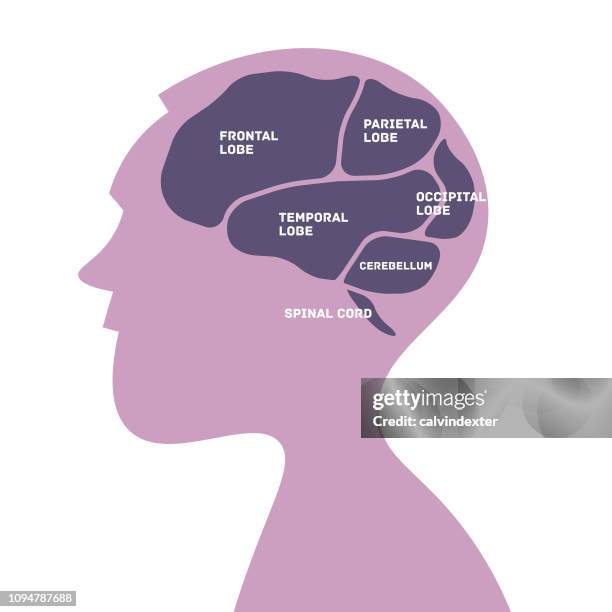 man silhouette with parts of the brain infographic - frontal lobe stock illustrations