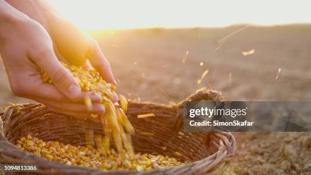 boer met maïs zaden in mand - corn harvest stockfoto's en -beelden