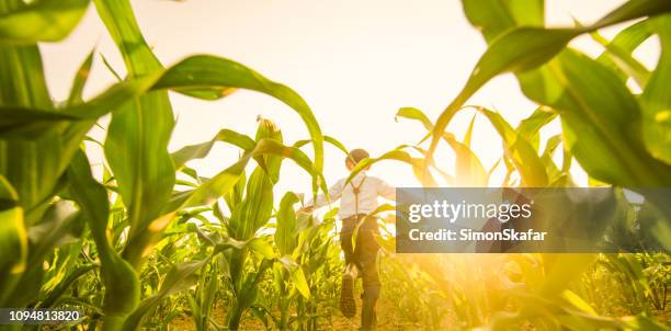 view of boy playing on corn field - corn field top view stock pictures, royalty-free photos & images