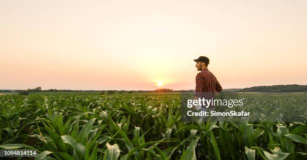 auf mann auf mais-feld anzeigen - bauer feld stock-fotos und bilder