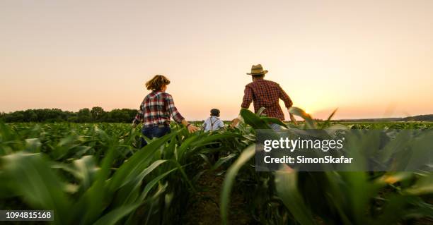 rear view of family on corn field - corn field top view stock pictures, royalty-free photos & images