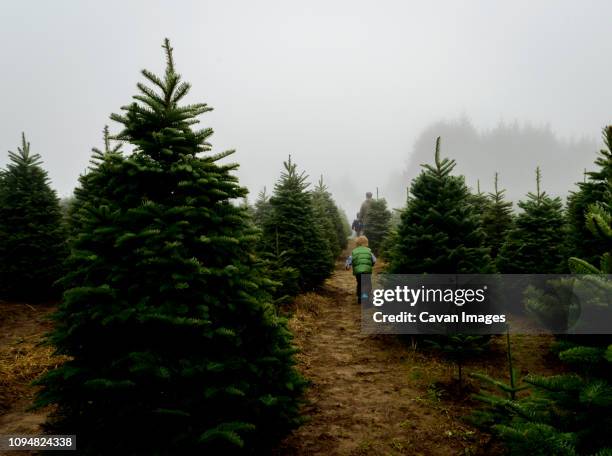 rear view of father with sons walking amidst pine trees at farm during foggy weather - christmas tree farm - fotografias e filmes do acervo