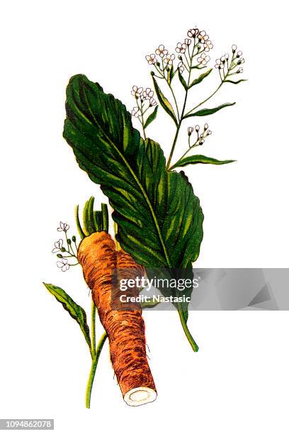 ilustraciones, imágenes clip art, dibujos animados e iconos de stock de rábano picante (armoracia rusticana, syn. cochlearia armoracia) - rábano picante