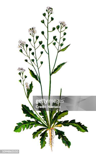 19点のナズナイラスト素材 Getty Images 19点のナズナイラスト素材 Getty Images