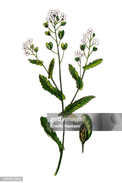 thlaspi arvense, known by the common name field pennycress - thlaspi arvense stock illustrations
