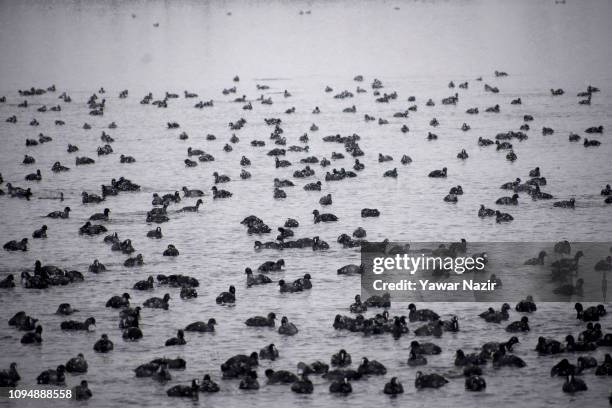 Migratory coots float on Dal lake amid fresh snowfall, on February 07, 2019 in Srinagar, the summer capital of Indian administered Kashmir, India....