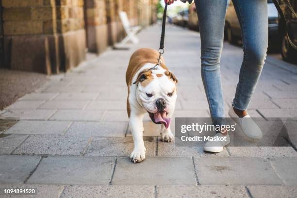 low section of woman walking with english bulldog on sidewalk - dog walking fotografías e imágenes de stock