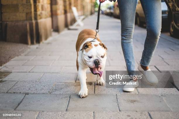 low section of woman walking with english bulldog on sidewalk - dog walker 個照片及圖片檔