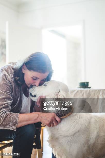 loving senior woman combing cute dog while sitting at home - kämmen stock-fotos und bilder