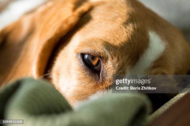 beagle. - hound imagens e fotografias de stock