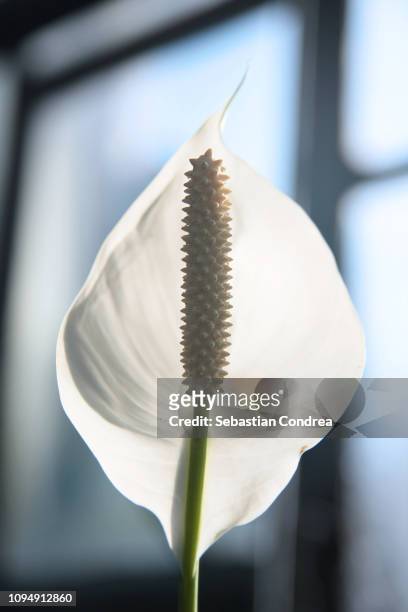 cala in the window with blue background,spring time, flower themes - calla lilies white stock-fotos und bilder