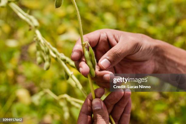 hands on soybean plant - soybean stock-fotos und bilder