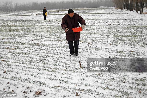 Farmer fertilizes a field after a snow storm on February 27, 2011 in Liaocheng, Shandong Province, China. Northern China was pounded by widespread...