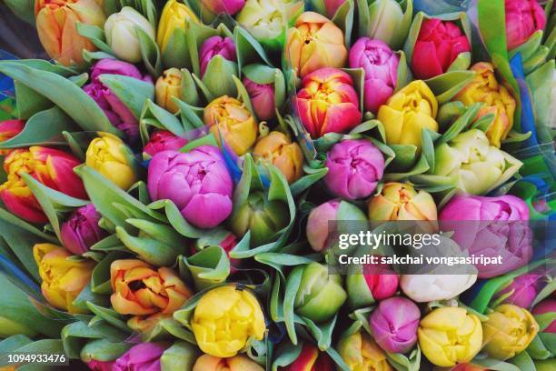 close-up of flowers blooming outdoor, germany - blumenstrauß tulpen stock-fotos und bilder