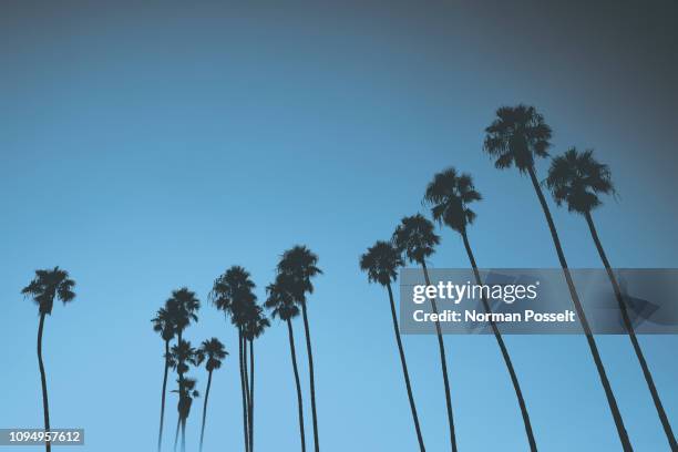 silhouetted palm trees against blue sky, santa barbara, california, usa - low angle view of silhouette palm trees against sky stock pictures, royalty-free photos & images