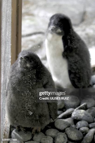 Two one-month-old Adelie penguin chicks are seen in an Antarctic environment recreated at the Guadalajara Zoo, in Jalisco State, Mexico on February...