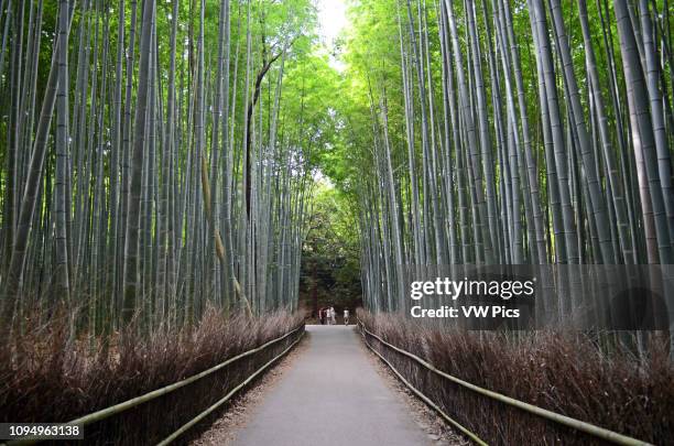 Arashiyama Bamboo Path through the Sagano Bamboo Forest.