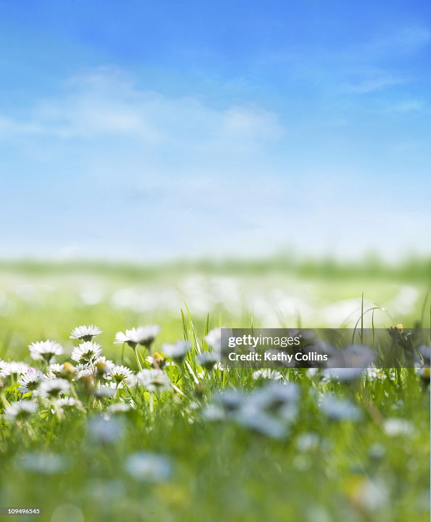 Summer daisies against a fresh blue sky