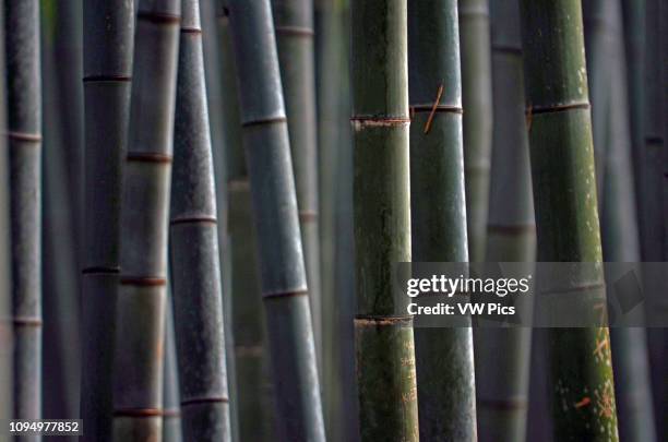 Arashiyama Bamboo Path through the Sagano Bamboo Forest.