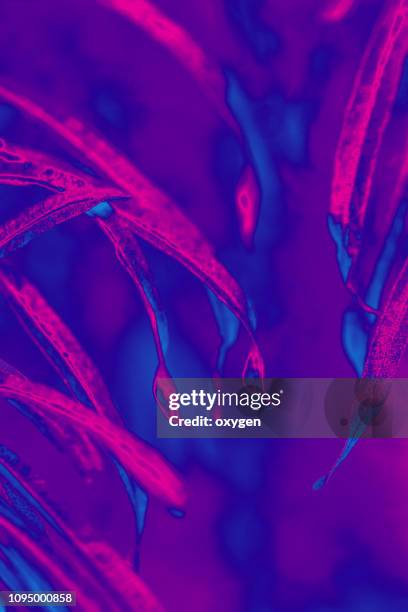 tropical leaf forest glow in the dark background. high contrast - tropical music stock pictures, royalty-free photos & images