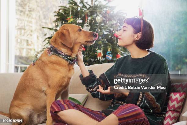 young woman cuddles dog, sitting on sofa in front of the christmas tree. - christmas dog fotografías e imágenes de stock