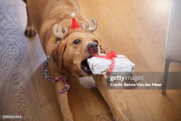 dog is playfully showing off her christmas present. - funny christmas dog stock pictures, royalty-free photos & images