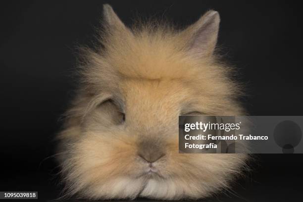 rabbit on black background - rabbit mouth stock pictures, royalty-free photos & images