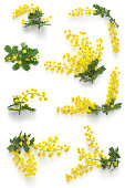 mimosa assortments for Women's Day