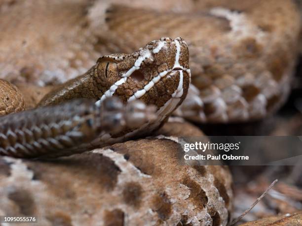 Zimbabwe Rattle 39 Rattlesnake Night Stock Photos, High-Res Pictures, and Images ...