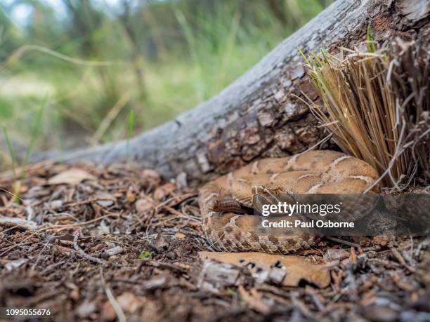 Larung Rattle 39 Rattlesnake Night Stock Photos, High-Res Pictures, and Images ...