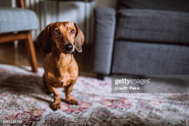 wunderschöne dackel hund im sonnigen wohnzimmer - dackel stock-fotos und bilder