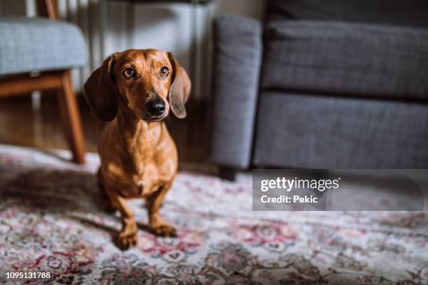 vackra tax hund i soligt vardagsrum - tax bildbanksfoton och bilder