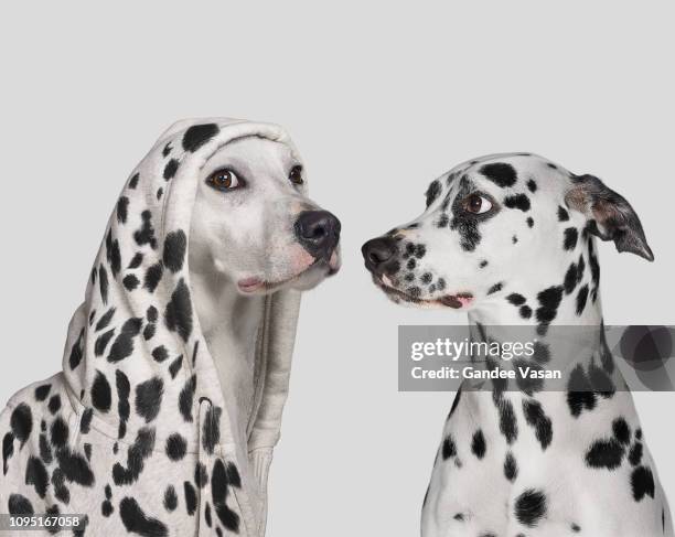 spotted imposter! - dalmatian dog photos et images de collection