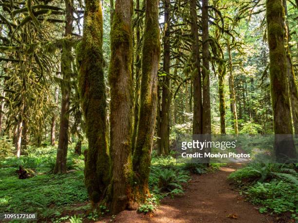 lush forest - old salmon river trail - mount hood national forest - mt hood national forest - fotografias e filmes do acervo