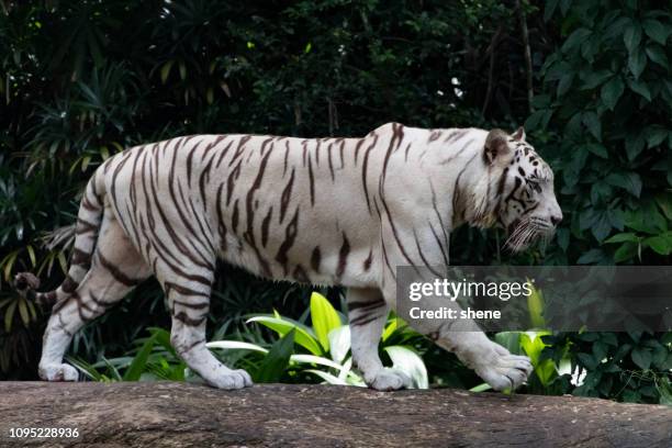 white tiger - white tiger 個照片及圖片檔