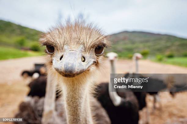 390 Ostrich Funny Photos and Premium High Res Pictures - Getty Images