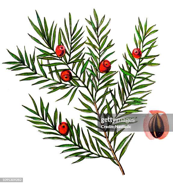 taxus baccata (yew,common yew, english yew, or european yew) - yew tree stock illustrations