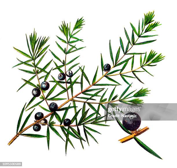 juniperus communis, der gemeine wacholder - juniper tree stock-grafiken, -clipart, -cartoons und -symbole