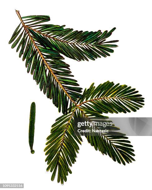 abies alba, the european silver fir or silver fir - abies concolor stock illustrations