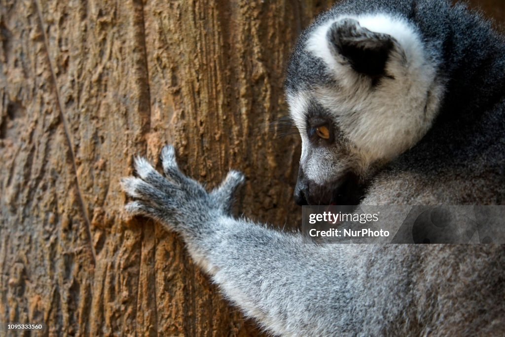 Lemurs In The Aquarium Of Sao Paulo