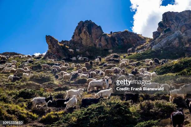 Herd of goats is grazing on the pastures of the upper Naar Khola valley.