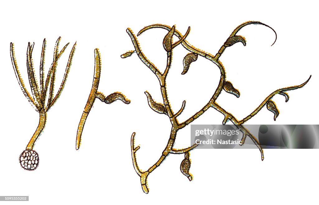 Tilletia tritici is het oorzakelijke agens van gemeenschappelijke stootslag van tarwe