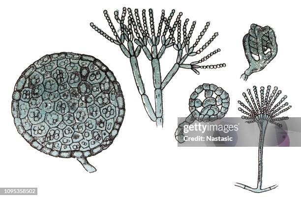 29点のaspergillus Nigerのストックフォト Getty Images 29点のaspergillus Nigerのストックフォト Getty Images