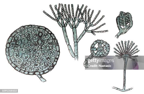 ペニシリウム二、ブルーチーズと麹菌グラウクスのいくつかの型の製作に使用されるカビは糸状菌 - 胞子点のイラスト素材／クリップアート素材／マンガ素材／アイコン素材